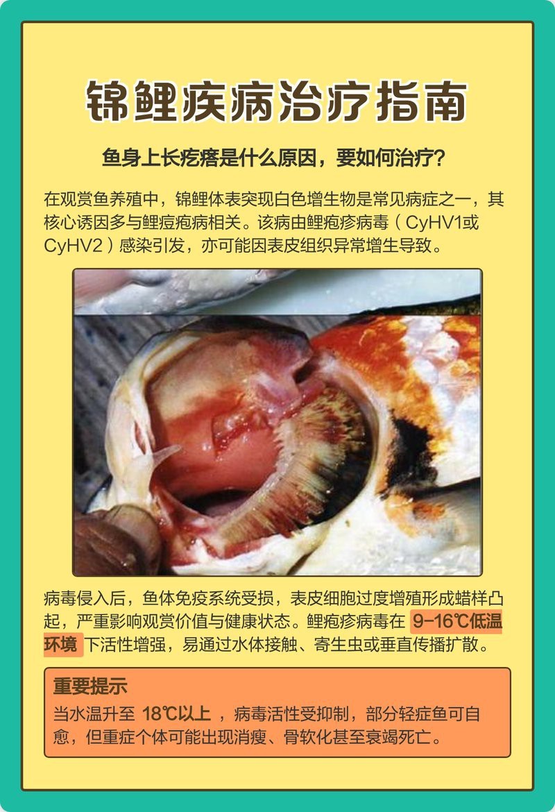 過(guò)背金龍珠鱗增亮有藥物嗎？