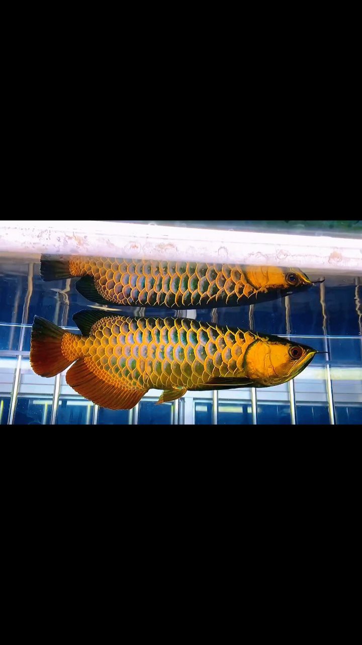 過(guò)背金龍珠鱗增亮有藥物嗎？