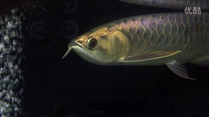 祥龍魚友養(yǎng)殖經(jīng)驗(yàn)分享會(huì)：祥龍魚養(yǎng)殖經(jīng)驗(yàn)分享會(huì)摘要：在這次養(yǎng)殖經(jīng)驗(yàn)分享會(huì)上