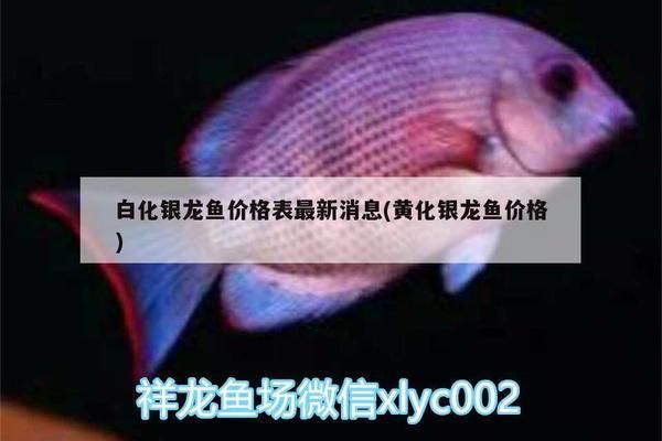 白化銀龍魚多少錢一條（白化銀龍魚的價格可能在數千元以上，但價格可能非常昂貴）