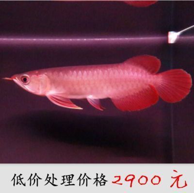 白化銀龍魚多少錢一條（白化銀龍魚的價格可能在數千元以上，但價格可能非常昂貴）