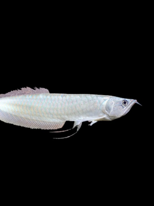 熱帶銀龍魚圖片大全欣賞