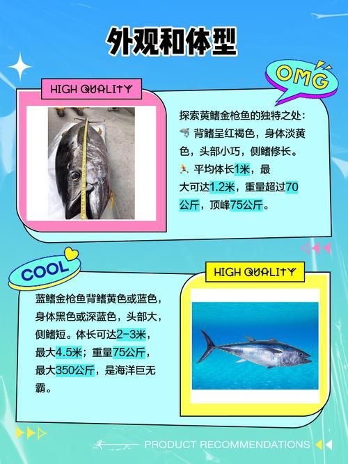 藍鰭和黃鰭金槍魚圖片