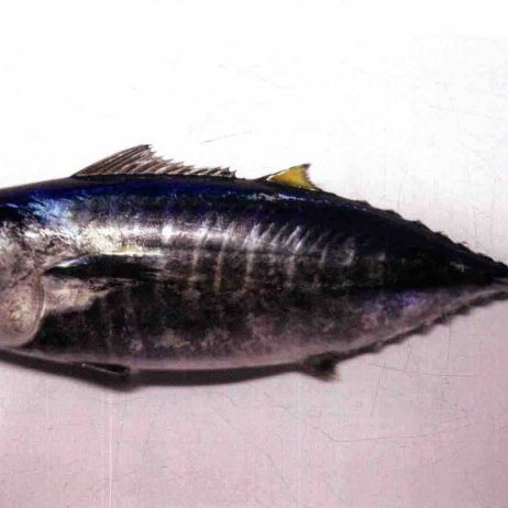 藍鰭和黃鰭金槍魚圖片