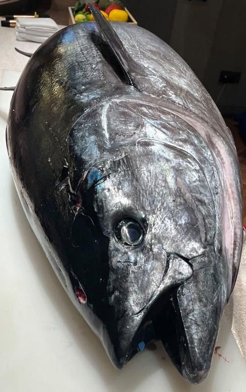 藍鰭和黃鰭金槍魚圖片