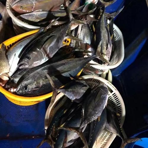 藍鰭和黃鰭金槍魚圖片