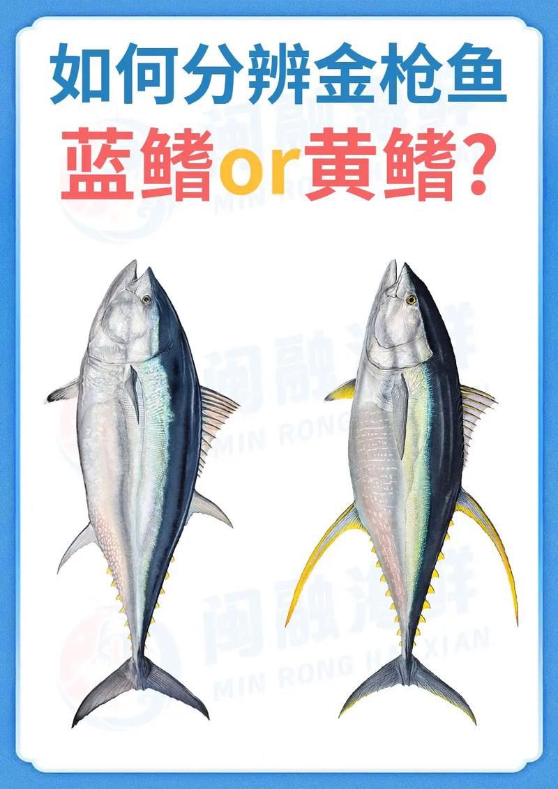 藍鰭和黃鰭金槍魚圖片