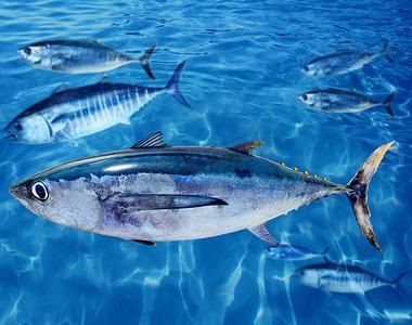 藍鰭和黃鰭金槍魚圖片