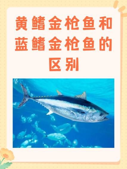 藍鰭和黃鰭金槍魚圖片