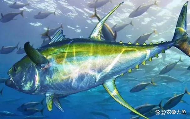 藍鰭和黃鰭金槍魚圖片