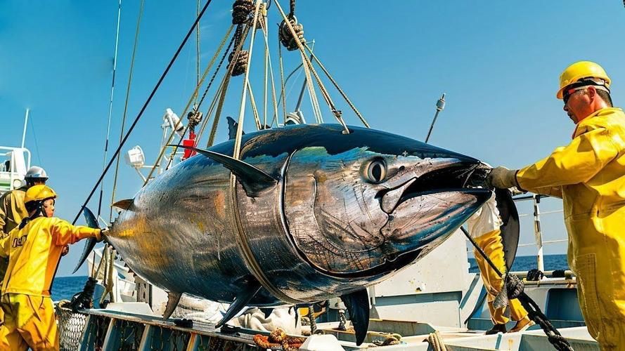 藍鰭和黃鰭金槍魚圖片