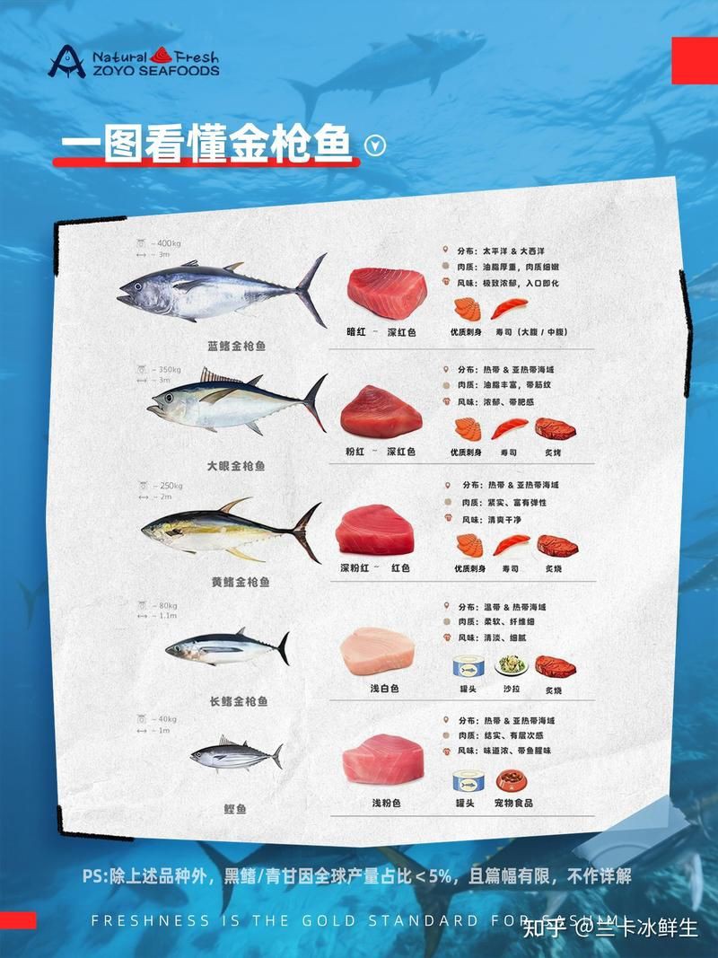 藍鰭和黃鰭金槍魚圖片