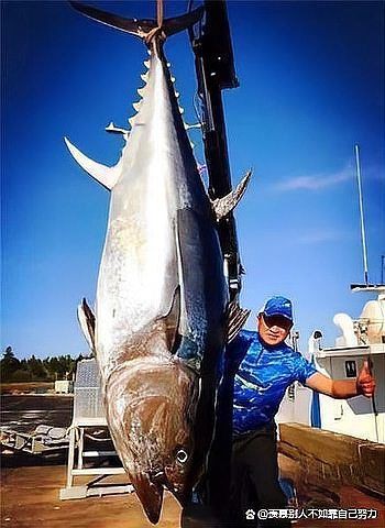 藍鰭和黃鰭金槍魚圖片