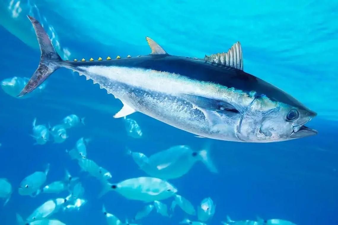 藍鰭和黃鰭金槍魚圖片