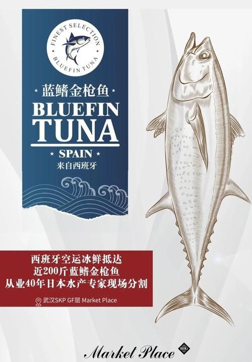 藍鰭和黃鰭金槍魚圖片