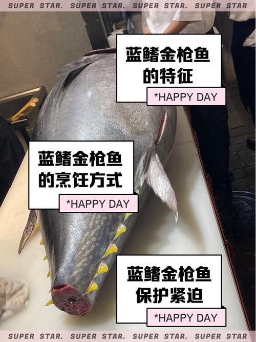 藍鰭和黃鰭金槍魚圖片