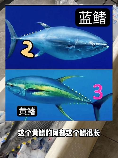 藍鰭和黃鰭金槍魚圖片