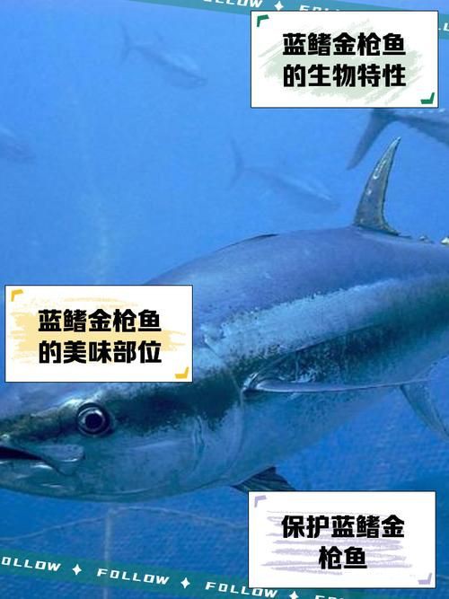 藍鰭和黃鰭金槍魚圖片