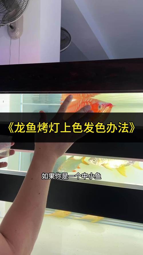 紅龍魚飼料配方比例表圖片