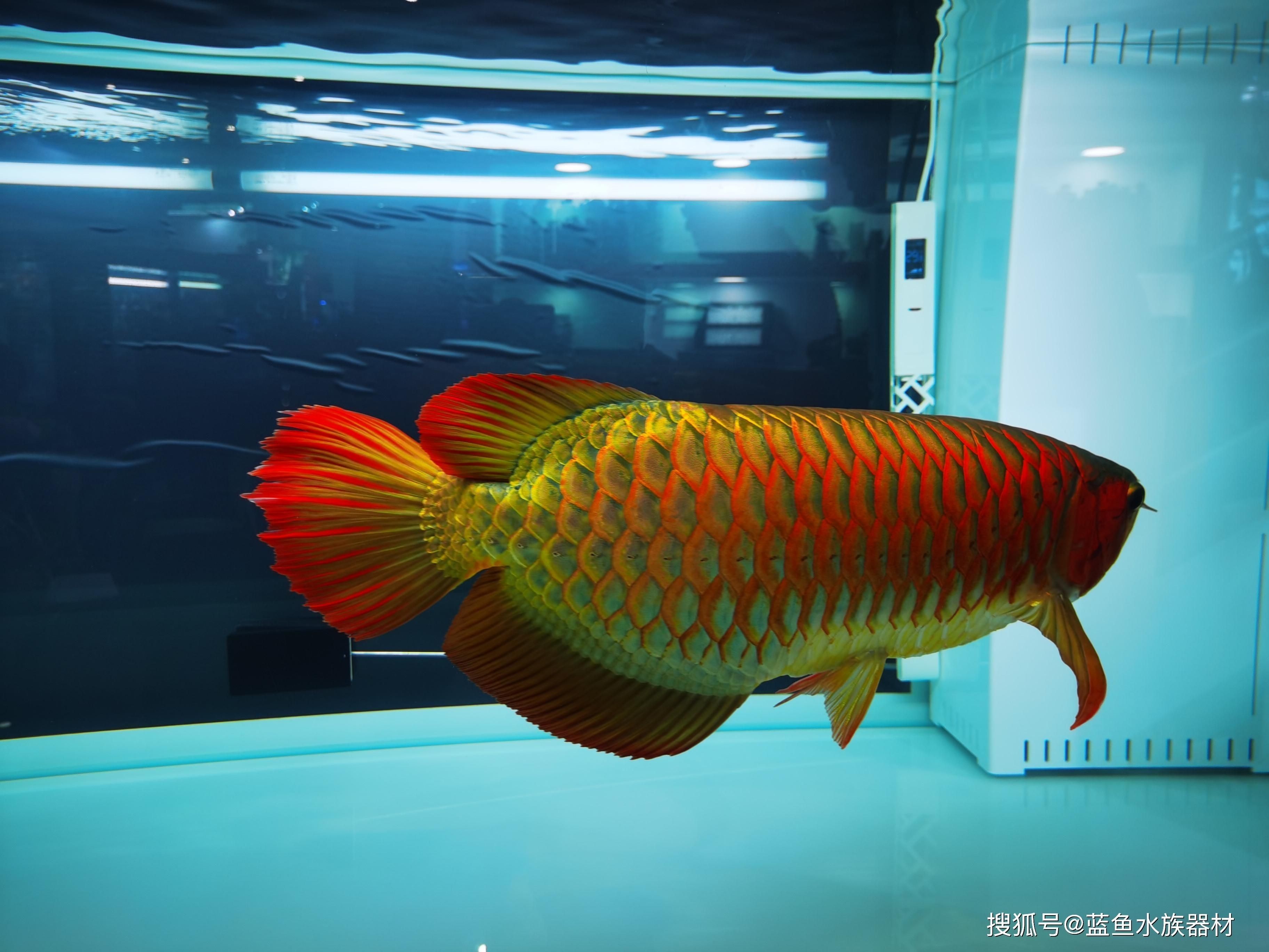 金龍魚用什么過濾器材最好呢（金龍魚專用濾材搭配指南）