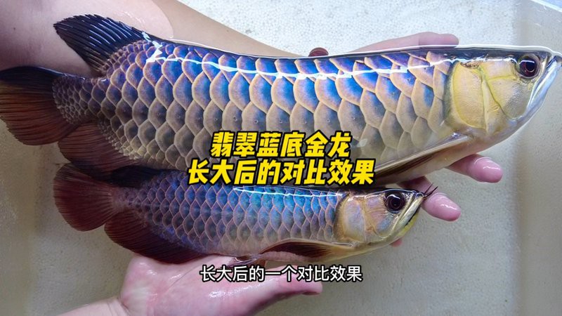 古典藍底金龍魚的市場需求如何？