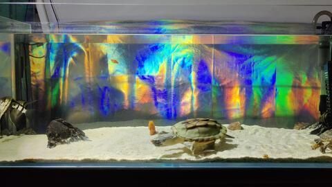 龍魚缸養龜：什么樣的龜適合與龍魚混養 龍魚缸養龜：什么樣的龜適合與龍魚混養 龍魚百科 第4張