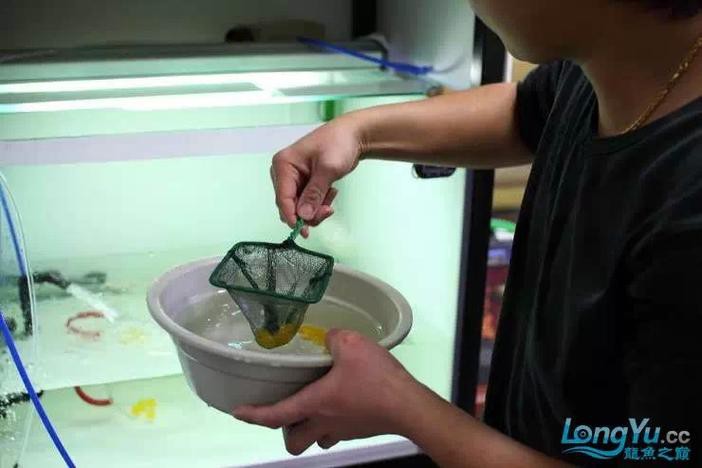 金龍魚的成長過程圖解圖片
