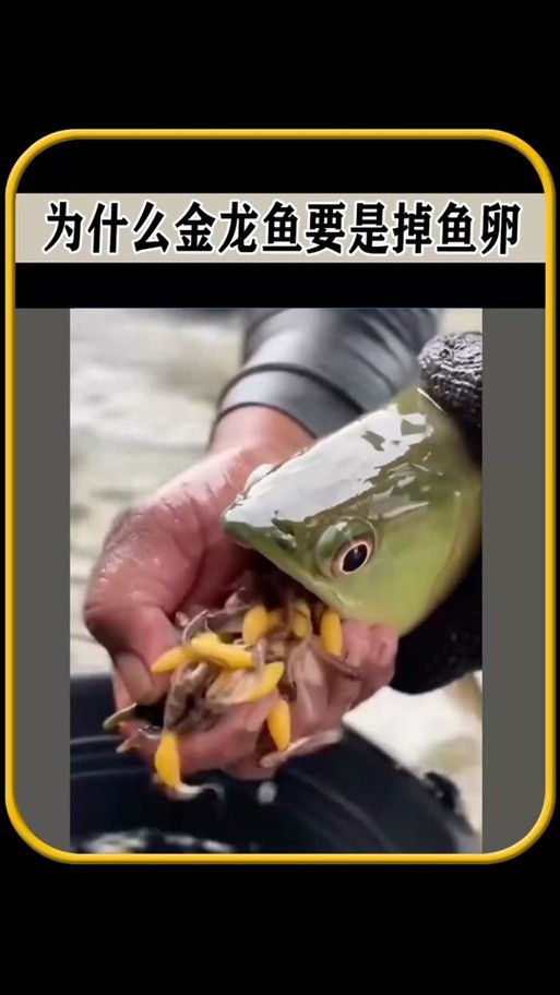 金龍魚的成長過程圖解圖片