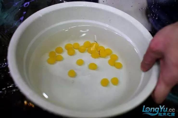 金龍魚的成長過程圖解圖片