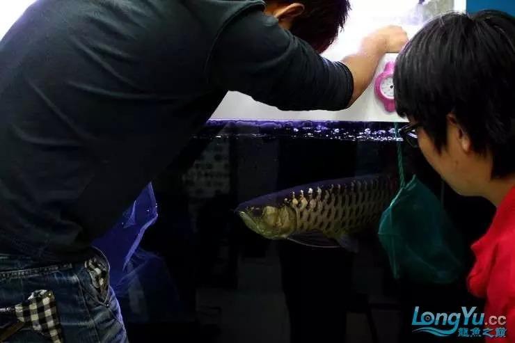 金龍魚的成長過程圖解圖片