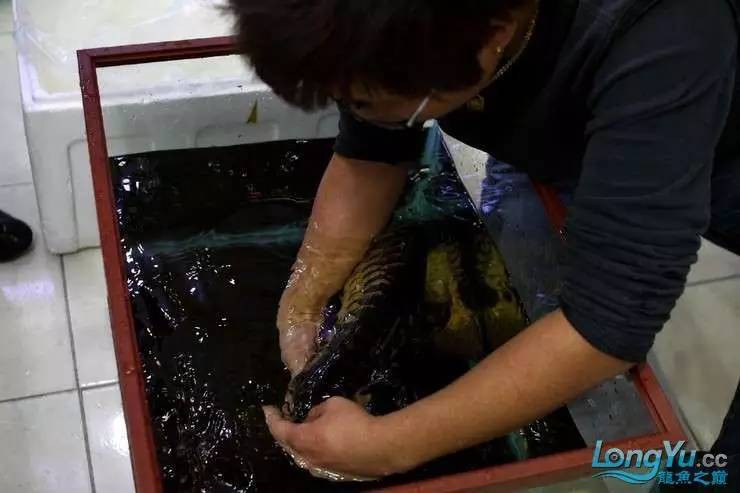 金龍魚的成長過程圖解圖片