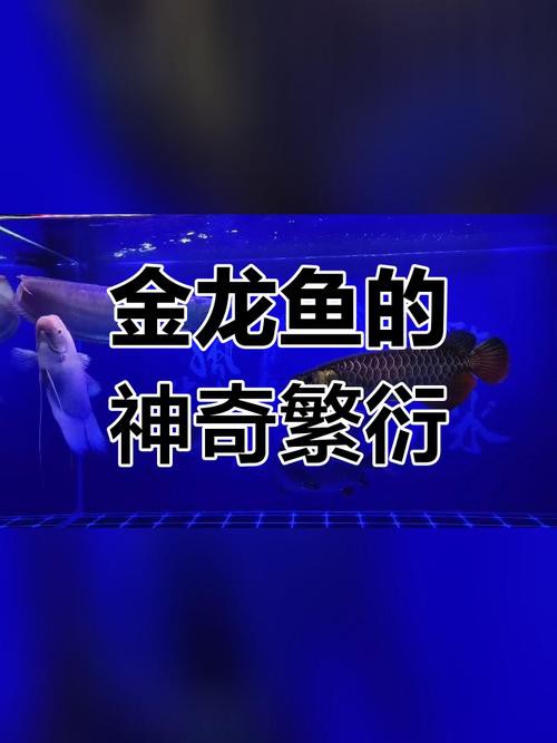 金龍魚的成長過程圖解圖片