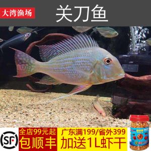 龍魚混養慈鯛魚的可能性（三湖慈鯛和龍魚混養的可能性）