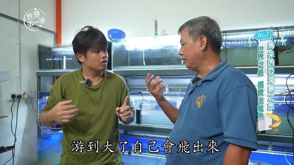 馬來西亞金龍魚養殖場視頻大全