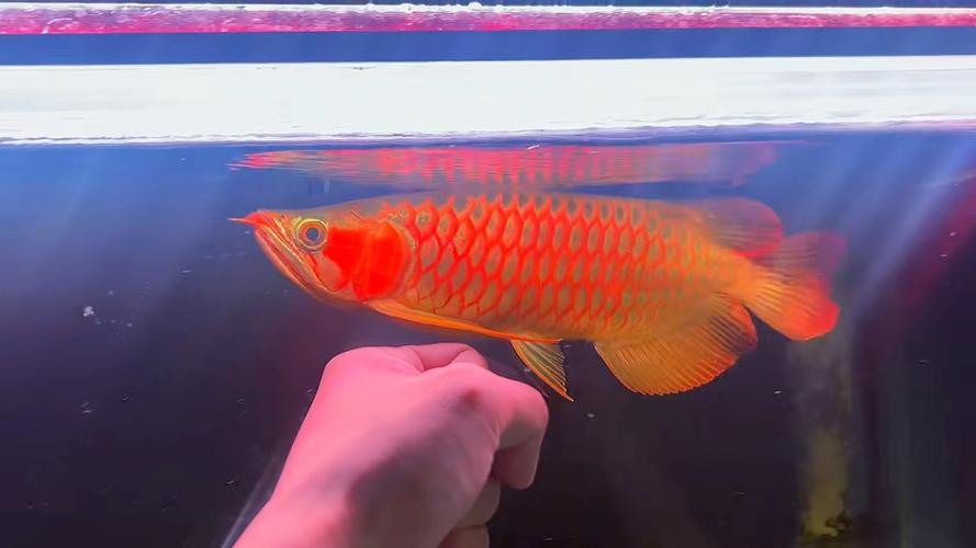 如何判斷短身龍魚的品質?