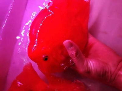 紅財神與龍魚可以混養嗎視頻（紅財神與龍魚可以混養嗎）