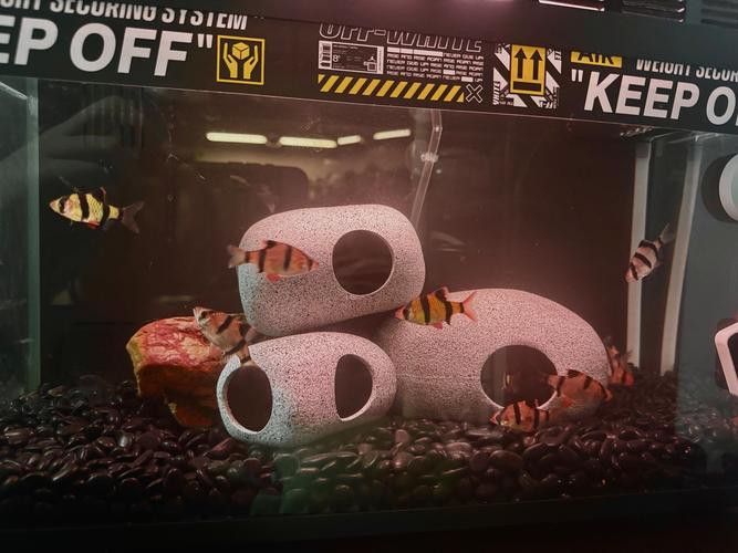 怎么和雷龍魚互動 龍魚百科 第2張 怎么和雷龍魚互動 怎么和雷龍魚互動 龍魚百科 第2張