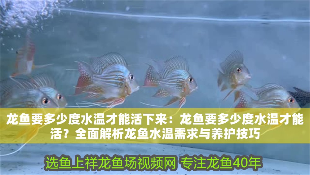 龍魚要多少度水溫才能活下來：龍魚要多少度水溫才能活？全面解析龍魚水溫需求與養護技巧