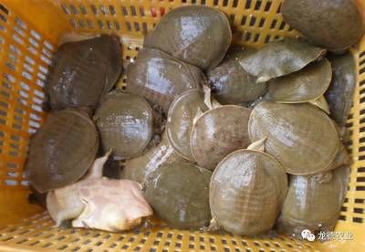 龍魚(yú)會(huì)不會(huì)吃烏龜：龍魚(yú)會(huì)不會(huì)吃烏龜？ 龍魚(yú)會(huì)不會(huì)吃烏龜：龍魚(yú)會(huì)不會(huì)吃烏龜？ 龍魚(yú)百科 第3張