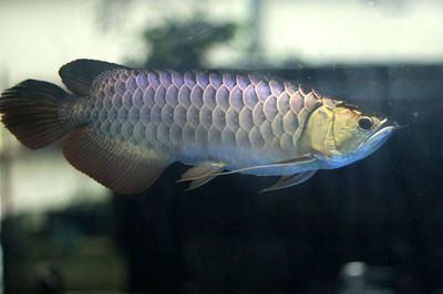 龍魚高背和過背哪個好一點（高背龍魚與過背龍魚價格對比過背龍魚價格對比）