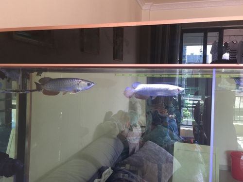 龍魚虎魚混養視頻大全圖片欣賞