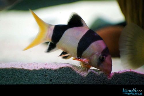 龍魚虎魚混養視頻大全圖片欣賞