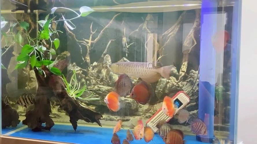 龍魚虎魚混養視頻大全圖片欣賞