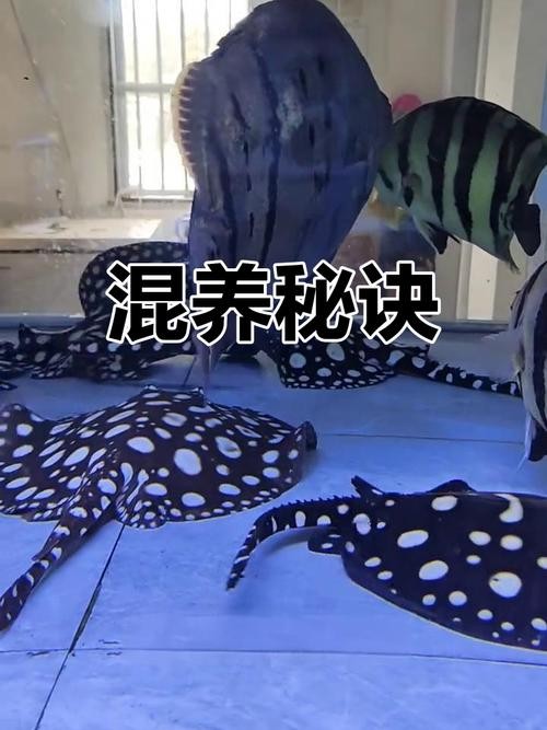 龍魚虎魚混養視頻大全圖片欣賞