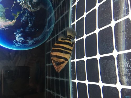 龍魚虎魚混養視頻大全圖片欣賞