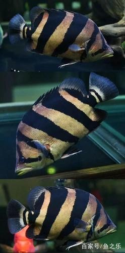 龍魚虎魚混養視頻大全圖片欣賞