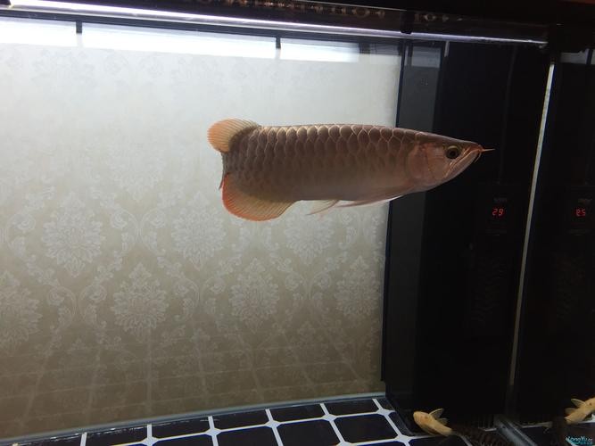 龍魚虎魚混養視頻大全圖片欣賞