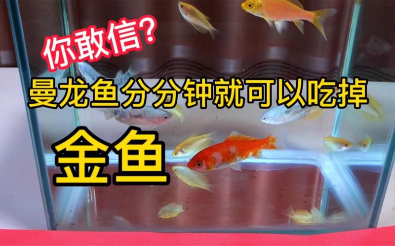 曼龍魚咬金魚嗎