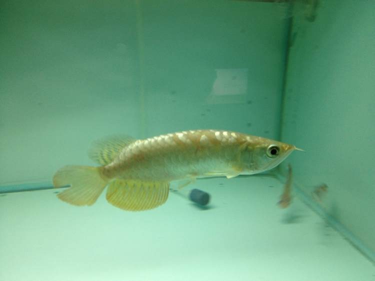 龍魚駝背治療期間需要禁食嗎？