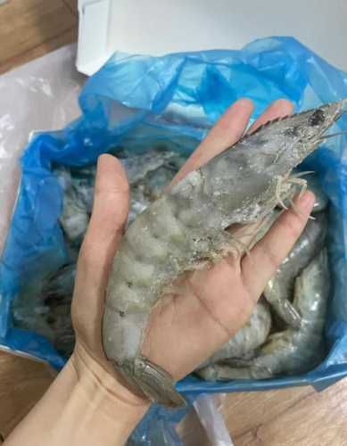 龍魚的種類與鑒別：-龍魚吃凍蝦的保存技巧，龍魚吃凍蝦會著涼嗎